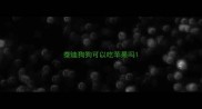 泰迪狗狗可以吃苹果吗