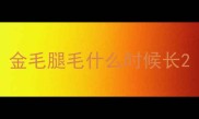 金毛腿毛什么时候长