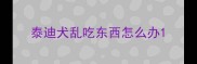泰迪犬乱吃东西怎么办