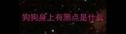 狗狗身上有黑点是什么