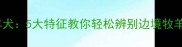 边牧VS其他牧羊犬5大特征教你轻松辨别边境牧羊犬附对比图