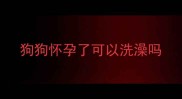 狗狗怀孕了可以洗澡吗