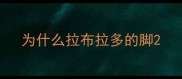 为什么拉布拉多的脚