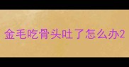 金毛吃骨头吐了怎么办