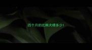 四个月的比熊犬喂多少
