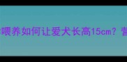 狗狗身高管理全攻略科学喂养如何让爱犬长高15cm营养关键期与禁忌食物清单