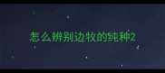 怎么辨别边牧的纯种
