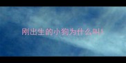 刚出生的小狗为什么叫