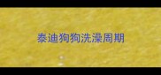 泰迪狗狗洗澡周期