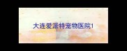 大连爱派特宠物医院