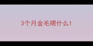 3个月金毛喂什么