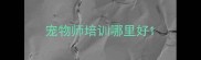 宠物师培训哪里好