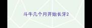 斗牛几个月开始长牙