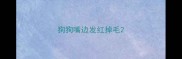 狗狗嘴边发红掉毛