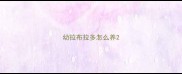 幼拉布拉多怎么养