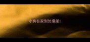 小狗在家到处撒尿