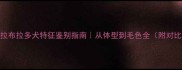 纯种拉布拉多犬特征鉴别指南从体型到毛色全附对比图
