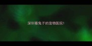 深圳看兔子的宠物医院