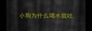 小狗为什么喝水就吐