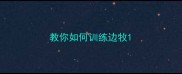 教你如何训练边牧