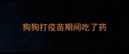 狗狗打疫苗期间吃了药