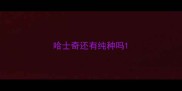 哈士奇还有纯种吗