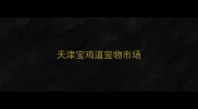 天津宝鸡道宠物市场