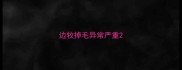 边牧掉毛异常严重