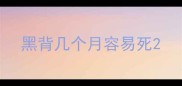 黑背几个月容易死