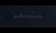 猫咪耳朵坏死什么症状