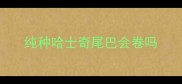 纯种哈士奇尾巴会卷吗