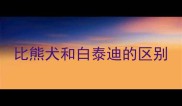 比熊犬和白泰迪的区别