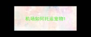 机场如何托运宠物