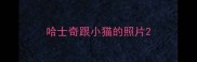 哈士奇跟小猫的照片