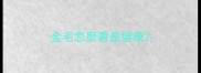 金毛怎麼看是健康