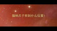猫咪爪子剪到什么位置