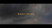 泰迪刚生下来毛卷吗