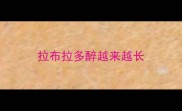 拉布拉多醉越来越长
