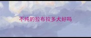 不纯的拉布拉多犬好吗