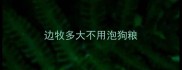 边牧多大不用泡狗粮