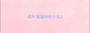成年猫猫咪吃什么