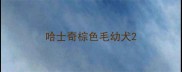 哈士奇棕色毛幼犬