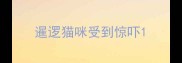 暹逻猫咪受到惊吓
