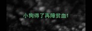 小狗得了再障贫血