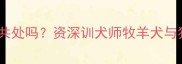 边牧和猫能和平共处吗资深训犬师牧羊犬与猫咪的相处之道