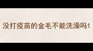 没打疫苗的金毛不能洗澡吗