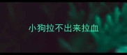 小狗拉不出来拉血