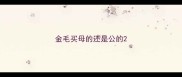 金毛买母的还是公的