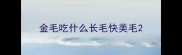 金毛吃什么长毛快美毛