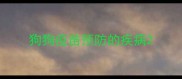 狗狗疫苗预防的疾病